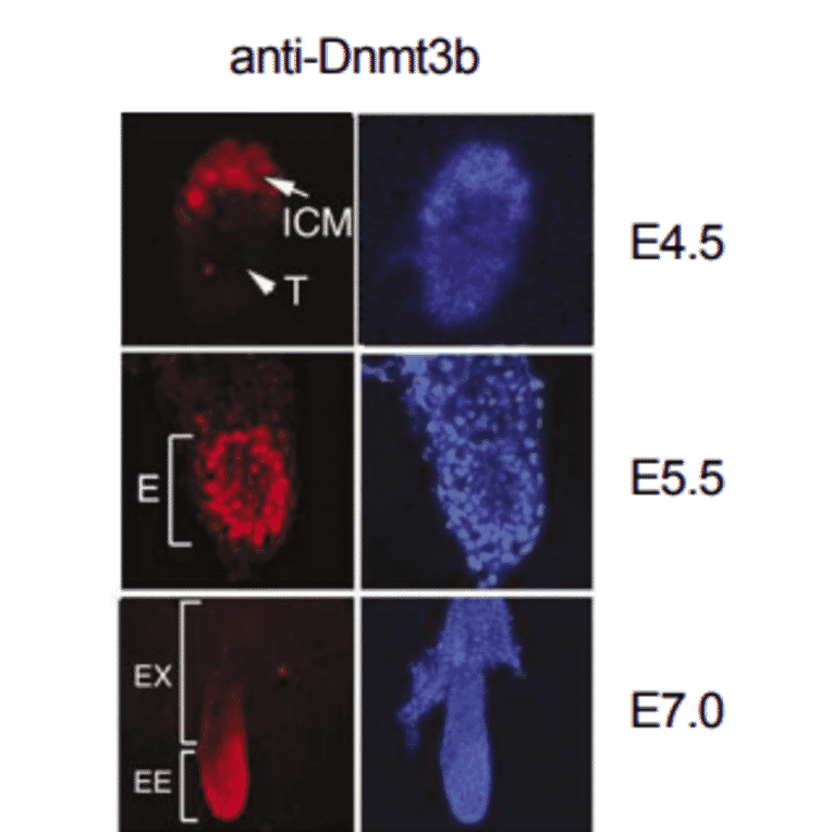 Fig.4 Expression of Dnmt3b in mouse embyo was examined by immuno-fluorescence staining.