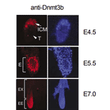 Fig.4 Expression of Dnmt3b in mouse embyo was examined by immuno-fluorescence staining.