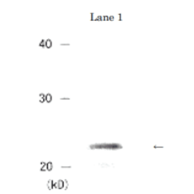 Detection of HP1a protein by Western blotting. 