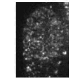Immunofluorescence staining of HP1ßin Baby Hamster Kidney cells with this antibody. 