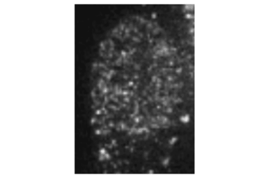Immunofluorescence staining of HP1ßin Baby Hamster Kidney cells with this antibody. 