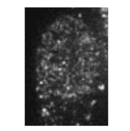 Immunofluorescence staining of HP1ßin Baby Hamster Kidney cells with this antibody. 
