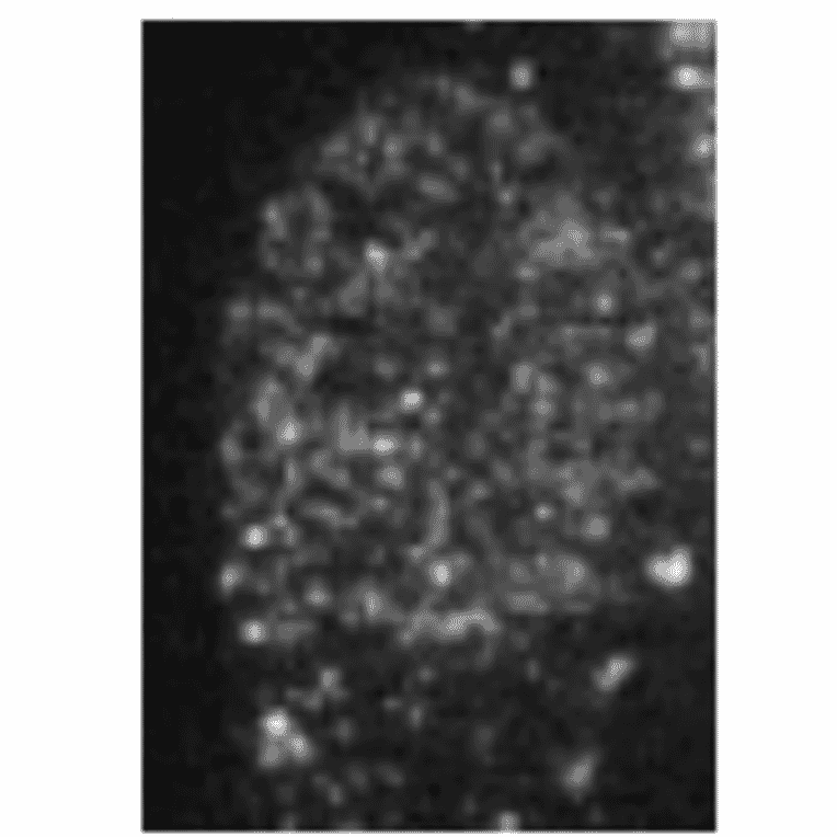 Immunofluorescence staining of HP1ßin Baby Hamster Kidney cells with this antibody. 