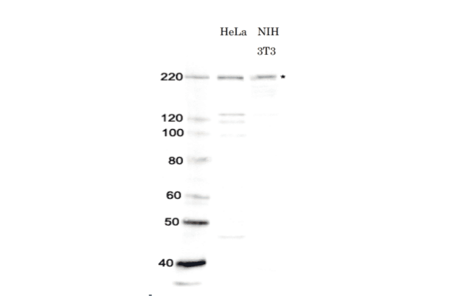 Identification of Brg1 in whole cell extracts of human and mouse cells by western blotting using anti-Brg1 antibody. 