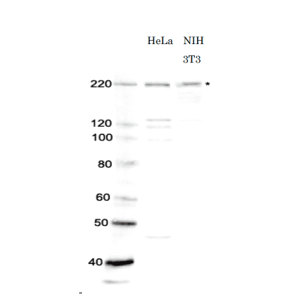 Identification of Brg1 in whole cell extracts of human and mouse cells by western blotting using anti-Brg1 antibody. Lane 1; Protein size makers (kDa) Lane 2; HeLa (human) cell extract Lane 3; NIH 3T3 (mouse) cell extract *Star indicates the position of Brg1 protein bands (Predicted molecular mass of Bgr1 is 185 kDa). Anti-Brg1 antibody was used at 1/1,000 dilution
