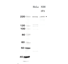 Identification of Brg1 in whole cell extracts of human and mouse cells by western blotting using anti-Brg1 antibody. Lane 1; Protein size makers (kDa) Lane 2; HeLa (human) cell extract Lane 3; NIH 3T3 (mouse) cell extract *Star indicates the position of Brg1 protein bands (Predicted molecular mass of Bgr1 is 185 kDa). Anti-Brg1 antibody was used at 1/1,000 dilution