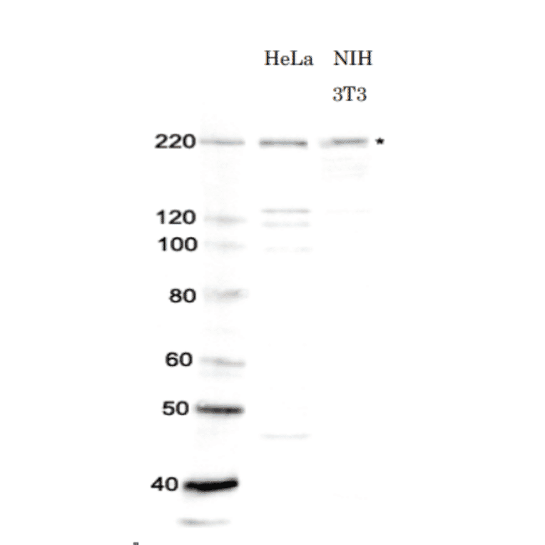 Identification of Brg1 in whole cell extracts of human and mouse cells by western blotting using anti-Brg1 antibody. Lane 1; Protein size makers (kDa) Lane 2; HeLa (human) cell extract Lane 3; NIH 3T3 (mouse) cell extract *Star indicates the position of Brg1 protein bands (Predicted molecular mass of Bgr1 is 185 kDa). Anti-Brg1 antibody was used at 1/1,000 dilution