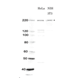 Identification of Brg1 in whole cell extracts of human and mouse cells by western blotting using anti-Brg1 antibody. Lane 1; Protein size makers (kDa) Lane 2; HeLa (human) cell extract Lane 3; NIH 3T3 (mouse) cell extract *Star indicates the position of Brg1 protein bands (Predicted molecular mass of Bgr1 is 185 kDa). Anti-Brg1 antibody was used at 1/1,000 dilution