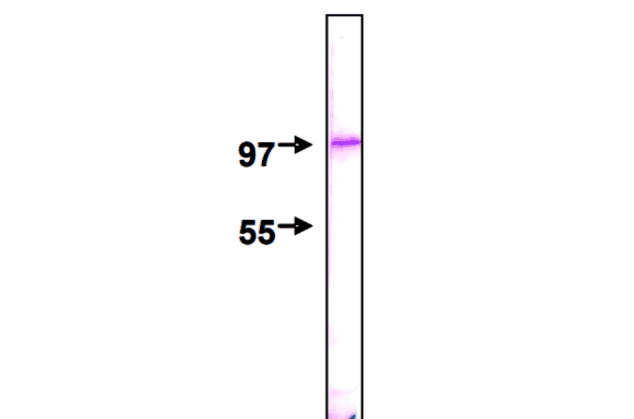 Detection of Nup98 protein by Western blotting using this antibody, 2H10. The sample is HeLa nuclear membrane fraction. The IgG was diluted 2,000 fold before use.