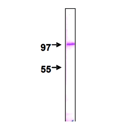 Detection of Nup98 protein by Western blotting using this antibody, 2H10. The sample is HeLa nuclear membrane fraction. The IgG was diluted 2,000 fold before use.