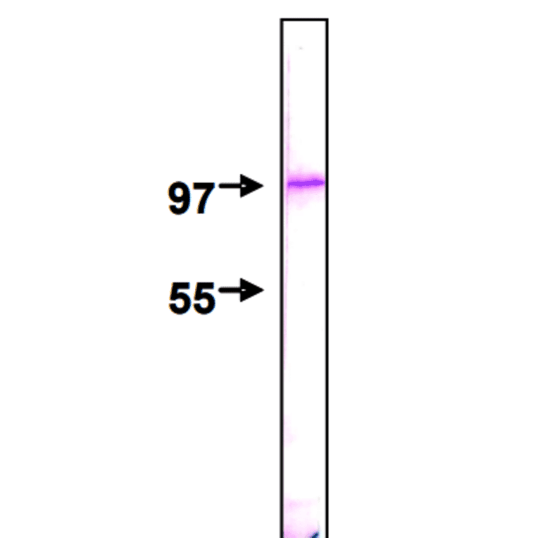 Detection of Nup98 protein by Western blotting using this antibody, 2H10. The sample is HeLa nuclear membrane fraction. The IgG was diluted 2,000 fold before use.