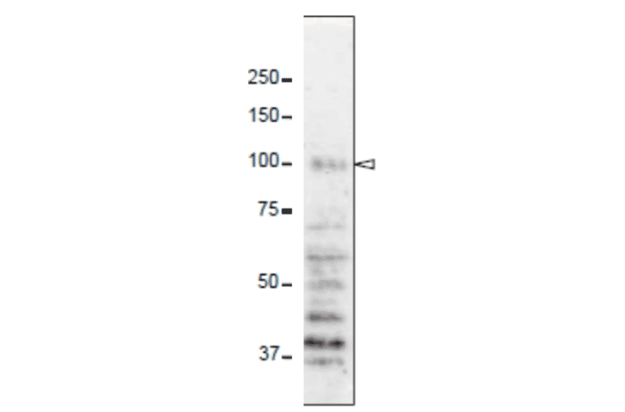 Detection of Np98 protein in whole cell extract of HeLa cells with 2H10 antibody.