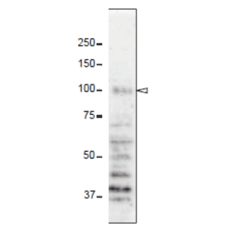 Detection of Np98 protein in whole cell extract of HeLa cells with 2H10 antibody.
