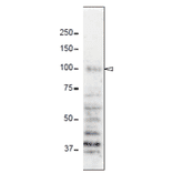 Detection of Np98 protein in whole cell extract of HeLa cells with 2H10 antibody.
