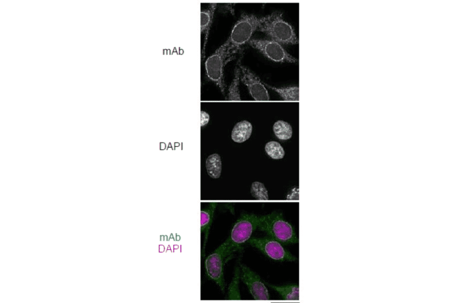Immunofluorescene staining of Nup98 in HeLa cells with 2H10 antibodies. Black-and-white images were obtained with mAb and DAPI. Color images represent merged images of mAb (green) with DAPI (magenta). HeLa cells were cultured in a glass-bottom dish for 2 days before fixation. The cells were fixed with cold methanol (-30?C) for 30 min. After washing with PBS, all fixed samples were blocked with 1% BSA for 2 hr at room temperature. Anti-Nup98 rat mAb 2H10 was diluted to 0.5 µg/ml in PBS. Blocked samples were treated with these primary antibody solutions overnight at 4?C. The secondary antibodies were 4 µg/ml of Alexa488-labelled anti-rat IgG. DNA was stained with 4',6-diamidino-2-phenylindole (DAPI). Samples were washed three times with PBS between treatments.