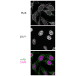 Immunofluorescene staining of Nup98 in HeLa cells with 2H10 antibodies. Black-and-white images were obtained with mAb and DAPI. Color images represent merged images of mAb (green) with DAPI (magenta). HeLa cells were cultured in a glass-bottom dish for 2 days before fixation. The cells were fixed with cold methanol (-30?C) for 30 min. After washing with PBS, all fixed samples were blocked with 1% BSA for 2 hr at room temperature. Anti-Nup98 rat mAb 2H10 was diluted to 0.5 µg/ml in PBS. Blocked samples were treated with these primary antibody solutions overnight at 4?C. The secondary antibodies were 4 µg/ml of Alexa488-labelled anti-rat IgG. DNA was stained with 4',6-diamidino-2-phenylindole (DAPI). Samples were washed three times with PBS between treatments.