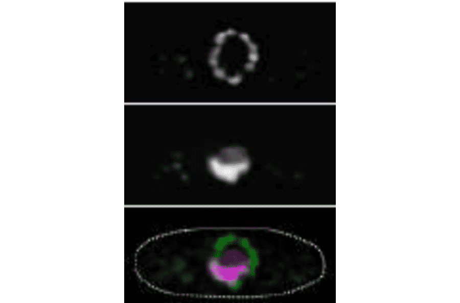 Immunofluorescene staining of Nup98 in S. pombe cells with 2H10 antibody.