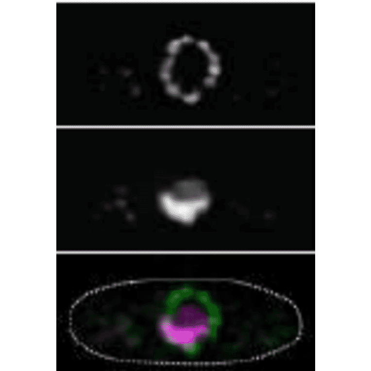Immunofluorescene staining of Nup98 in S. pombe cells with 2H10 antibody.