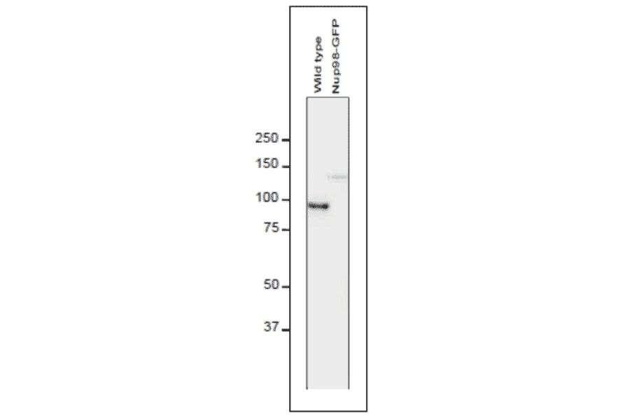 Detection of Nup98 in S. pombe cell extracts by Western blotting with antibodies 2H10. 1 µg/ml IgG solution of 2H10 were used. Left and right lanes represent specimens from a wild type strain and an S. pombe strain in which Nup98 was chromosomally replaced with Nup98-GFP, respectively. S. pombe cells harvested were heated in distilled water at 95°C for 5 min, suspended in 100 mM phosphate buffer (pH 6.8), 4 M urea, 2.5% SDS, 0.05 mM EDTA, and disrupted by glass beads using a Multi Beads Shocker (Yasui Kikai, Osaka,). The sample was clarified by centrifugation, and the supernatant was used as the whole cell extract. First antibody was used at 0.4 ug/ml and as second antibody, HRP-conjugated ant-rat IgG was used at 0.4 ug/ml. Numbers on the left are positions of size marker Proteins in kDa.