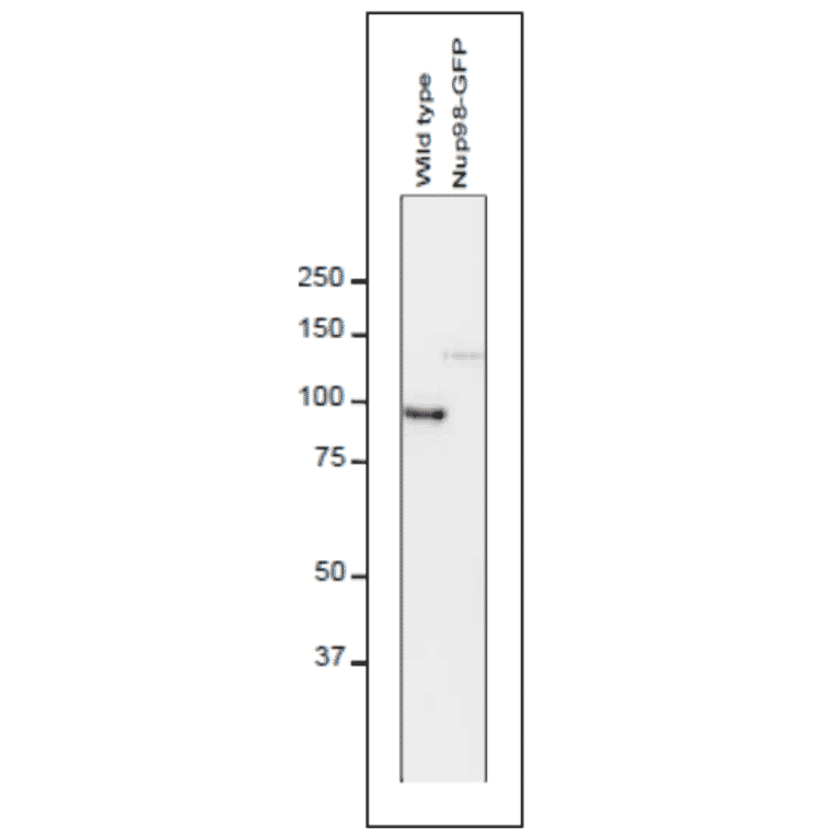 Detection of Nup98 in S. pombe cell extracts by Western blotting with antibodies 2H10. 1 µg/ml IgG solution of 2H10 were used. Left and right lanes represent specimens from a wild type strain and an S. pombe strain in which Nup98 was chromosomally replaced with Nup98-GFP, respectively. S. pombe cells harvested were heated in distilled water at 95°C for 5 min, suspended in 100 mM phosphate buffer (pH 6.8), 4 M urea, 2.5% SDS, 0.05 mM EDTA, and disrupted by glass beads using a Multi Beads Shocker (Yasui Kikai, Osaka,). The sample was clarified by centrifugation, and the supernatant was used as the whole cell extract. First antibody was used at 0.4 ug/ml and as second antibody, HRP-conjugated ant-rat IgG was used at 0.4 ug/ml. Numbers on the left are positions of size marker Proteins in kDa.