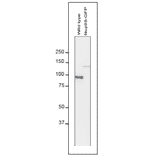 Detection of Nup98 in S. pombe cell extracts by Western blotting with antibodies 2H10. 1 µg/ml IgG solution of 2H10 were used. Left and right lanes represent specimens from a wild type strain and an S. pombe strain in which Nup98 was chromosomally replaced with Nup98-GFP, respectively. S. pombe cells harvested were heated in distilled water at 95°C for 5 min, suspended in 100 mM phosphate buffer (pH 6.8), 4 M urea, 2.5% SDS, 0.05 mM EDTA, and disrupted by glass beads using a Multi Beads Shocker (Yasui Kikai, Osaka,). The sample was clarified by centrifugation, and the supernatant was used as the whole cell extract. First antibody was used at 0.4 ug/ml and as second antibody, HRP-conjugated ant-rat IgG was used at 0.4 ug/ml. Numbers on the left are positions of size marker Proteins in kDa.