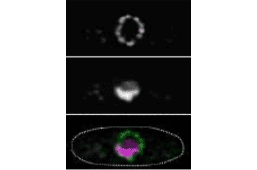Immunofluorescence staining of nucleoporin in S. cereviciae cell with 2H10 antibody