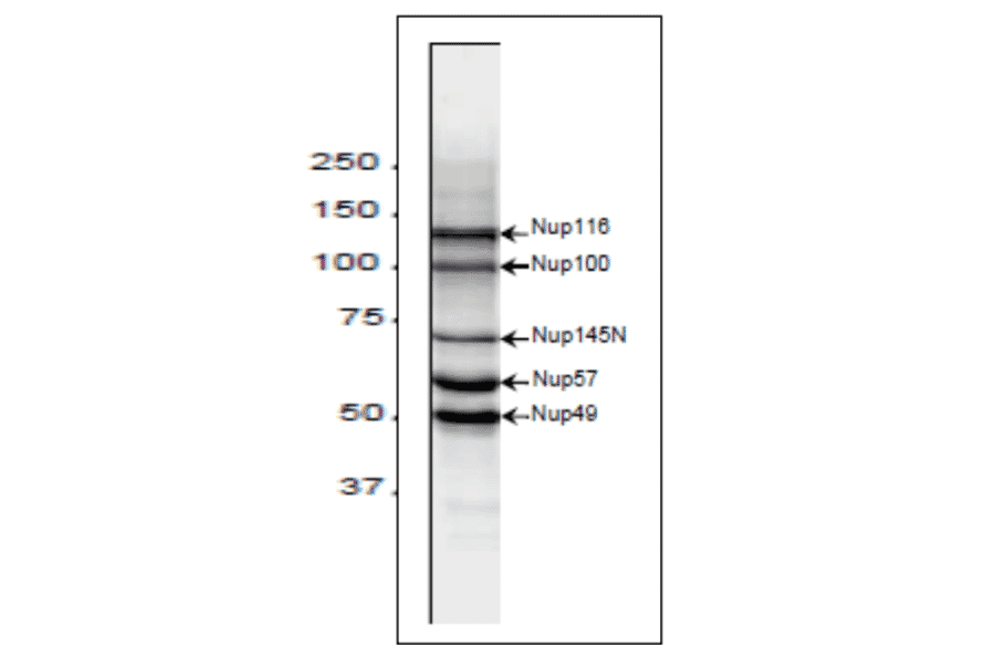 Western blot analysis of S. cereviciae cell extract with 2H10 antibody.
