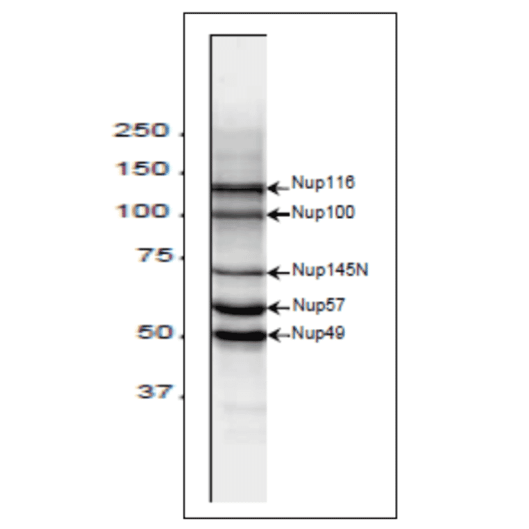 Western blot analysis of S. cereviciae cell extract with 2H10 antibody.