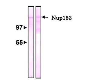 Detection of Nup153 by Western blotting with antibody R4C8.