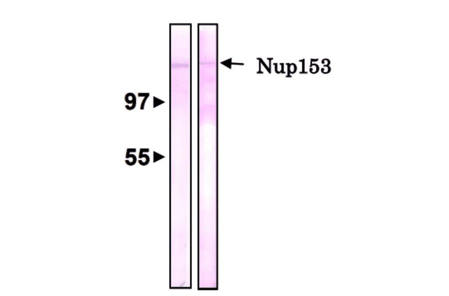 Detection of Nup153 by Western blotting with antibody R4C8.