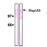 Detection of Nup153 by Western blotting with antibody R4C8.