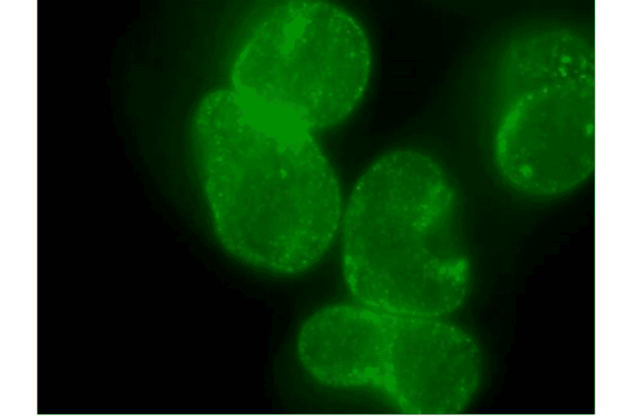 Immunofluorescent staining of HeLa cells with antibody R4C8.