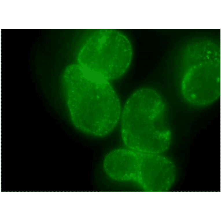 Immunofluorescent staining of HeLa cells with antibody R4C8.