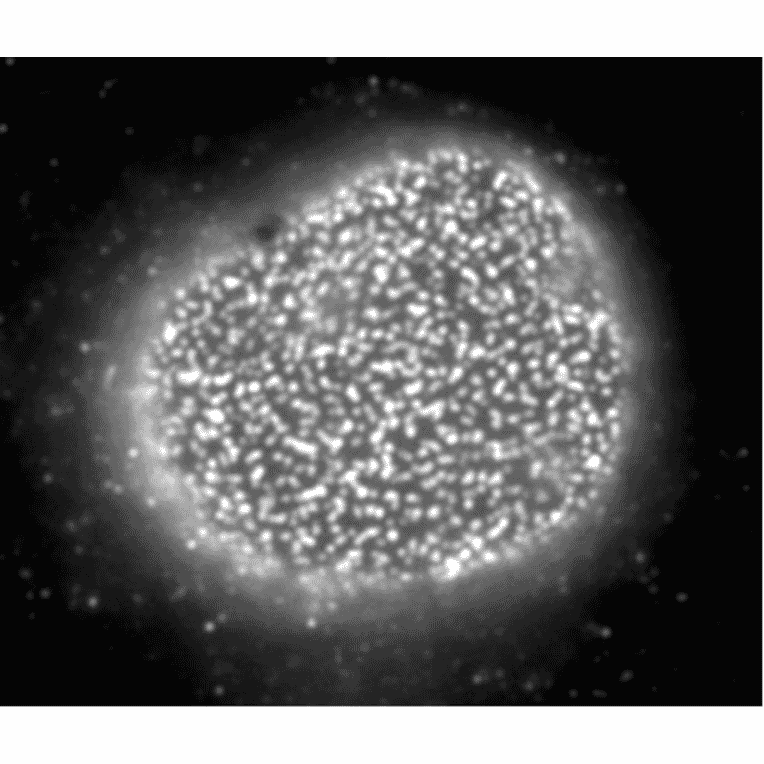Immunofluorescent staining of rat neuron with antibody R4C8. The dots are Nup153.
