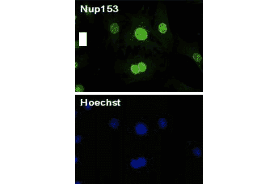 Immunofluorescenct staining of MEF cells from E14.5 mouse embryo with antibody R4C8.