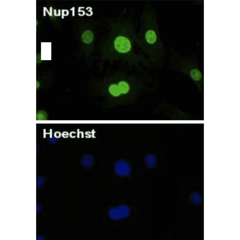 Immunofluorescenct staining of MEF cells from E14.5 mouse embryo with antibody R4C8.