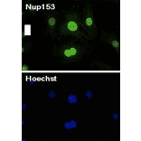 Immunofluorescenct staining of MEF cells from E14.5 mouse embryo with antibody R4C8.
