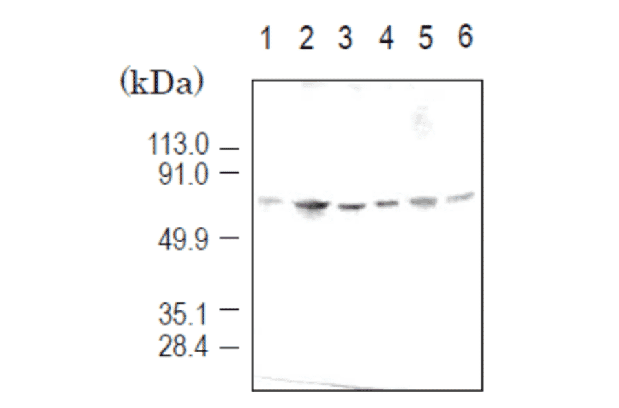Detection of importin ?3 (58 kD) by Western blotting using the antibody 3D10. Sample is the total cell extract. lane1: HeLa (human) lane2: COS7 (simian) lane3: L929 (mouse) lane4: NRK (rat) lane5: BHK (hamster) lane6: MDBK (bovine)