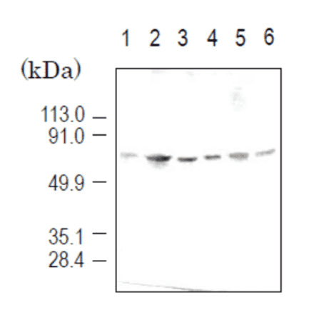 Detection of importin ?3 (58 kD) by Western blotting using the antibody 3D10. Sample is the total cell extract. lane1: HeLa (human) lane2: COS7 (simian) lane3: L929 (mouse) lane4: NRK (rat) lane5: BHK (hamster) lane6: MDBK (bovine)