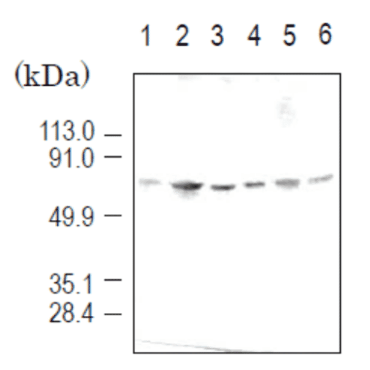 Detection of importin ?3 (58 kD) by Western blotting using the antibody 3D10. Sample is the total cell extract. lane1: HeLa (human) lane2: COS7 (simian) lane3: L929 (mouse) lane4: NRK (rat) lane5: BHK (hamster) lane6: MDBK (bovine)