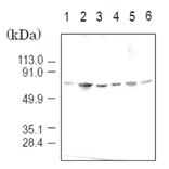 Detection of importin ?3 (58 kD) by Western blotting using the antibody 3D10. Sample is the total cell extract. lane1: HeLa (human) lane2: COS7 (simian) lane3: L929 (mouse) lane4: NRK (rat) lane5: BHK (hamster) lane6: MDBK (bovine)