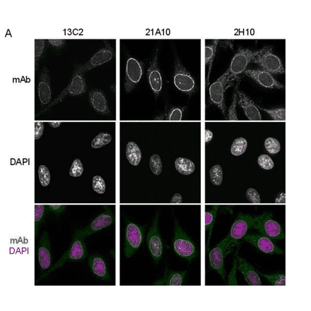 Immunofluorescene staining of Nup98 in HeLa cells using 13C2 , 21A10 , or 2H10 monoclonal antibodies.