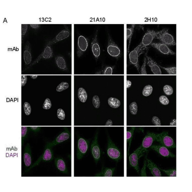 Immunofluorescene staining of Nup98 in HeLa cells using 13C2 , 21A10 , or 2H10 monoclonal antibodies.