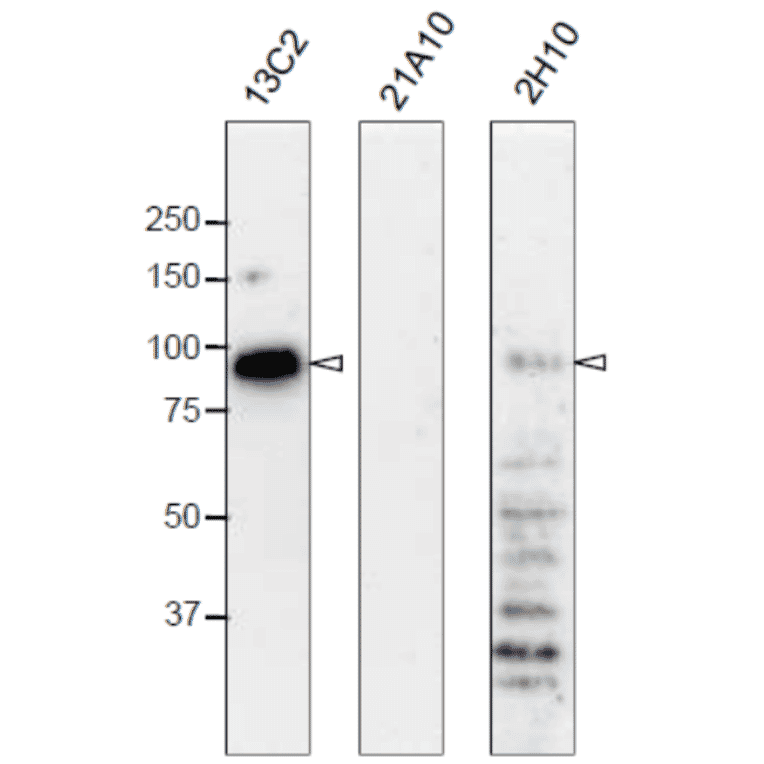 Western blot analysis of Nup98 in HeLa cells with anti-Nup98 antibodies