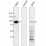 Western blot analysis of Nup98 in HeLa cells with anti-Nup98 antibodies