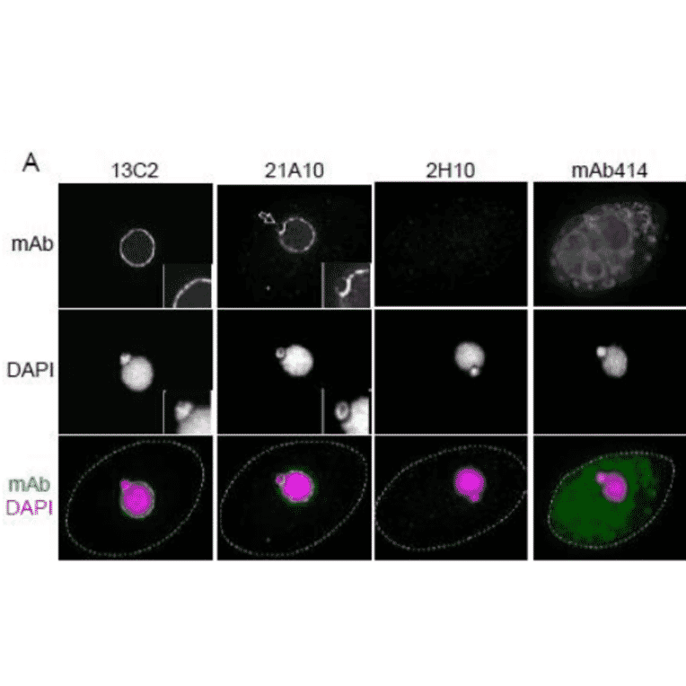 Immunofluorescene staining of Nup98 in Tetrahymena themophila cells using 13C2 , 21A10 , 2H10 or 414 monoclonal antibodies