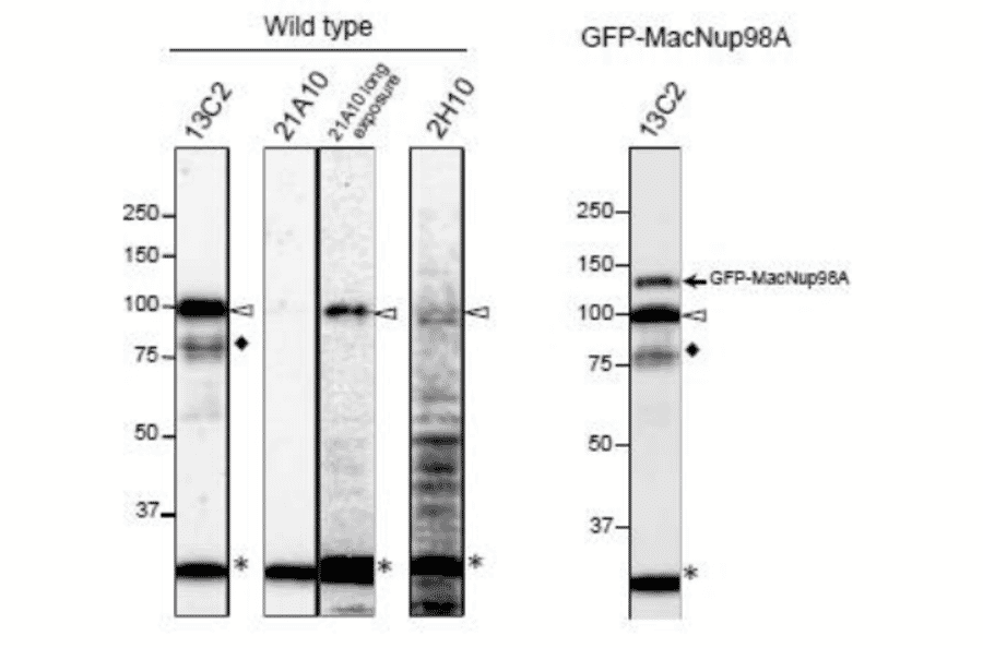 Detection of MacNup98A of Tetrahymena by Western blotting with monoclonal antibodies 13C2 and 21A10