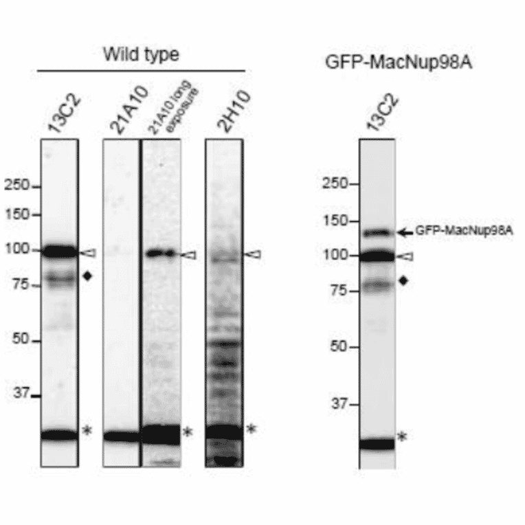 Detection of MacNup98A of Tetrahymena by Western blotting with monoclonal antibodies 13C2 and 21A10
