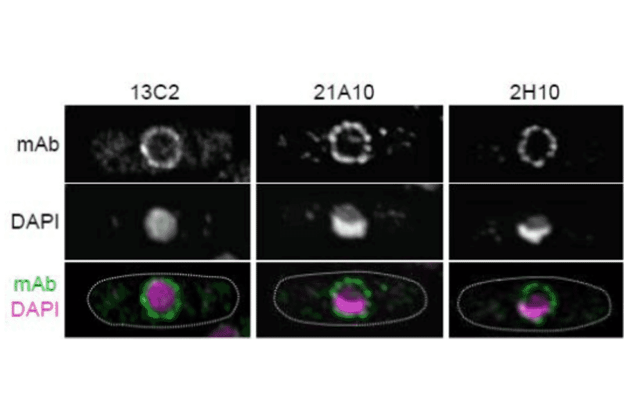 Immunofluorescene staining of Nup98 in S. pombe cells with 13C2 , 21A10, or 2H10 monoclonal antibodies