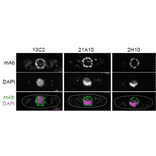 Immunofluorescene staining of Nup98 in S. pombe cells with 13C2 , 21A10, or 2H10 monoclonal antibodies